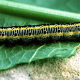 Zebra Caterpillar