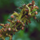 Azalea Caterpillar