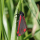 Cinnabar Moth
