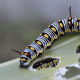 The Queen Caterpillar