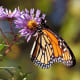 Monarch Butterfly