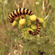 Cinnabar Moth Caterpillar