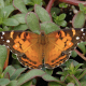 American Painted Lady Butterfly