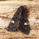Zebra Caterpillar Moth