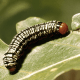 Cross-Striped Cabbage Worm