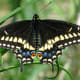 Black Swallowtail Butterfly