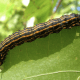 Orange-Striped Oakworm