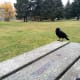 A crow watching me to see if I have food