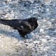A northwestern crow in Stanley Park
