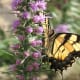 A butterfly pollinating gayfeather blooms