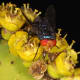 Flies pollinating Euphorbia barnardii at the Pretoria National Botanical Garden, South Africa