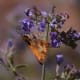 Moth Pollinator