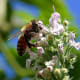 Pollinating bees