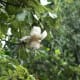 The fragrant white flowers are about 6 inches across and are pollinated by bats.