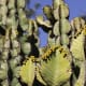 Flies pollinating Euphorbia barnardii at the Pretoria National Botanical Garden, South Africa