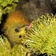 Grey-headed Flying Fox (Pteropus poliocephalus) eating flower nectar. The face and fur of this bat being covered with yellow pollen provides a good visual example of the role that bats have in pollinating Australian trees and bushlands.