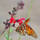 Butterfly pollinating