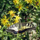 A common yellow swallow tail butterfly (Papilio machaon) and a bee of unknown species on yellow flowers.