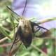 Snowberry clearwing moth pollinating