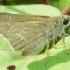 Skipper butterfly carrying a load of pollen grains