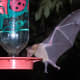The highlight of staying at Sunglow Ranch was seeing the bats come to the hummingbird feeders.These bats are migratory, spending summers in southern Arizona and winters in Mexico. These bats are important pollinators of several cacti species.