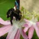Some Passion flowers have a cup shaped corolla full of nectar to attract pollinators