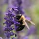 Carpenter bee (Xylocopa virginica)