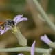 Dwarf honey bee (Apis florea), worker foraging on Zilla spinosa, Nahal Roded, Eilat Mountains, Israel, January 17, 2013. This bee species is invasive in Israel and Jordan.