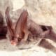 Adult Rafinesque's big-eared bat rests on a cave wall. Bats are one of nature’s many pollinators for flowers and crops and are crucial in production for fruits and vegetables.