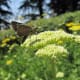 Butterfly pollination