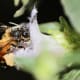 The images represent the presence of pollen on the body hair of honey bee. The pollination is important for the flowering plants. In the image the flower is of Strobilanthus sp. found commonly in Western Ghats of India.