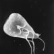 A flagellate is a type of protozoa.This scanning electron micrograph (SEM) revealed some of the external ultrastructural details displayed by a flagellated Giardia lamblia protozoan parasite. G. lamblia is the organism responsible for causing the dia