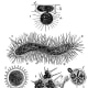 Proteomyxa (Amoeba)