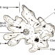 Amoeba or Sarcodina