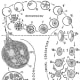 Diagram of the complete life-cycle of the parasite of pernicious malaria, Laverania malariae, Gr. et Fel.