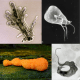 Protozoa kingdom collage