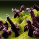 Scanning electron micrograph of Plasmodium gallinaceum invading mosquito midgut.