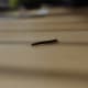 Millipede