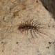 House centipede