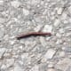 Millipede