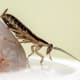 Cockroach