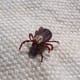 Mite