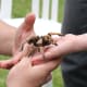 Tarantula spider pet