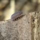 Pillbug