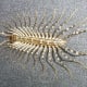House centipede