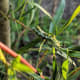 A caterpillar of a Limenitis arthemis butterfly feeding on a willow tree