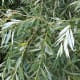 Salix alba leaves