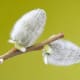 Male catkins of Salix caprea before the stamens are visible