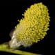 The stamens of a male Salix caprea catkin