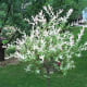 Salix integra 'Hakuro Nishiki'